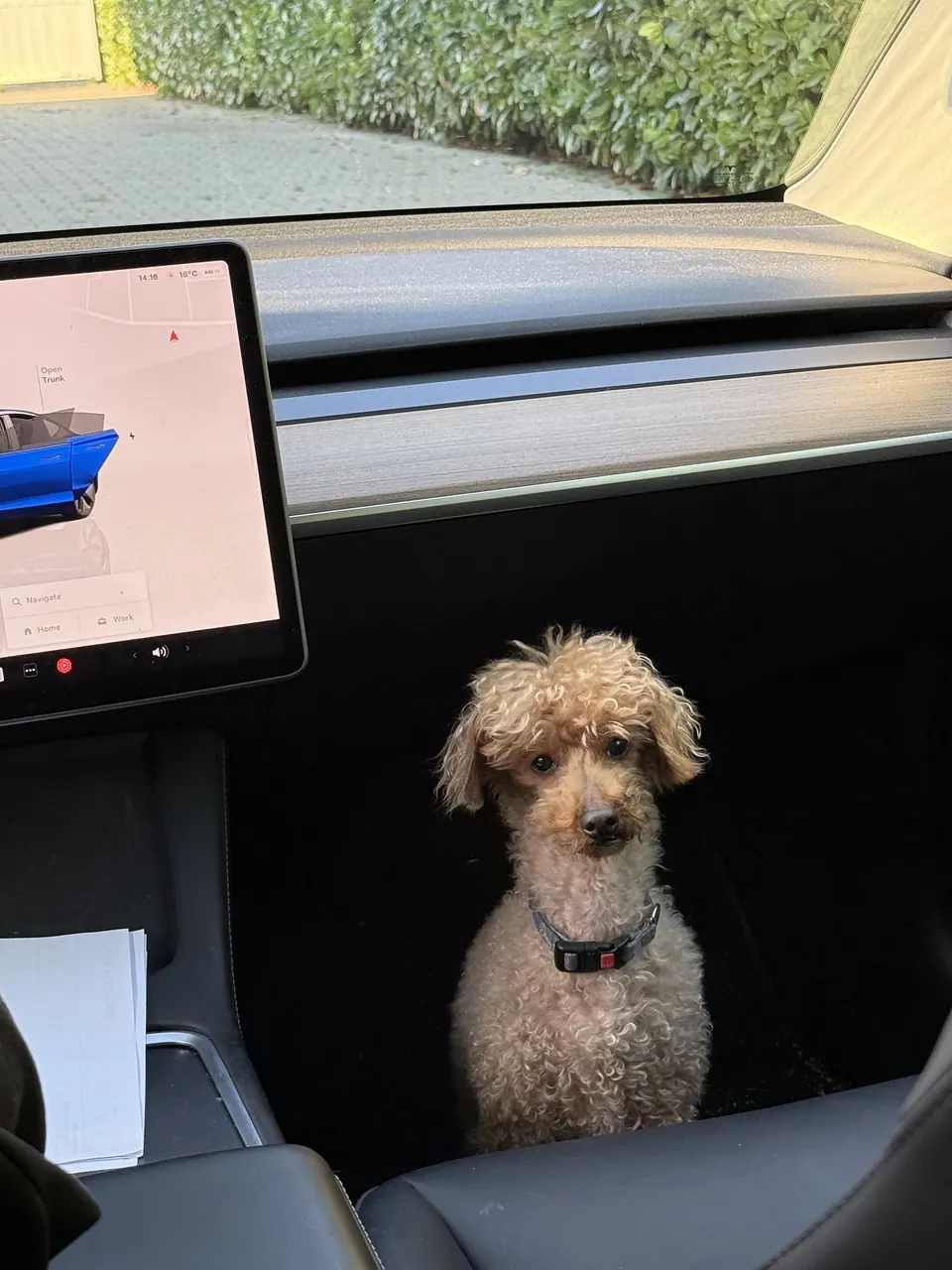 Dogs love electric cars