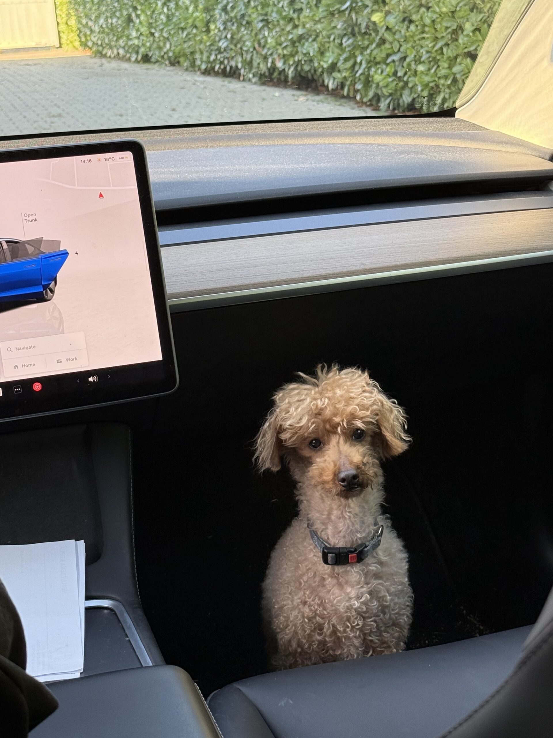Dogs love electric cars